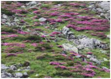 Zum Kammweg geht es durch Rhododendronbsche