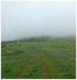 Der Weg führt über feuchte Bergwiesen